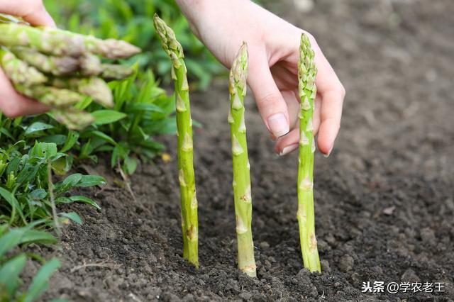 芦笋最新行情，市场趋势、种植技术及未来展望