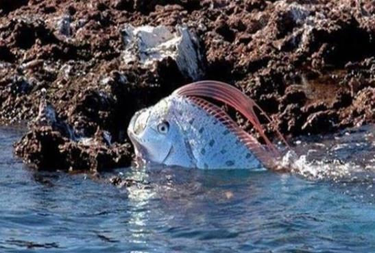 地震鱼最新，探索神秘生物与人类活动的关联