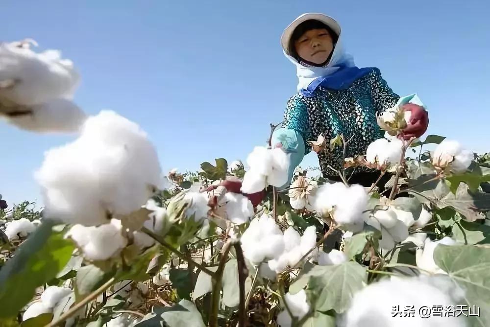 捡棉花最新，传统与现代的交织