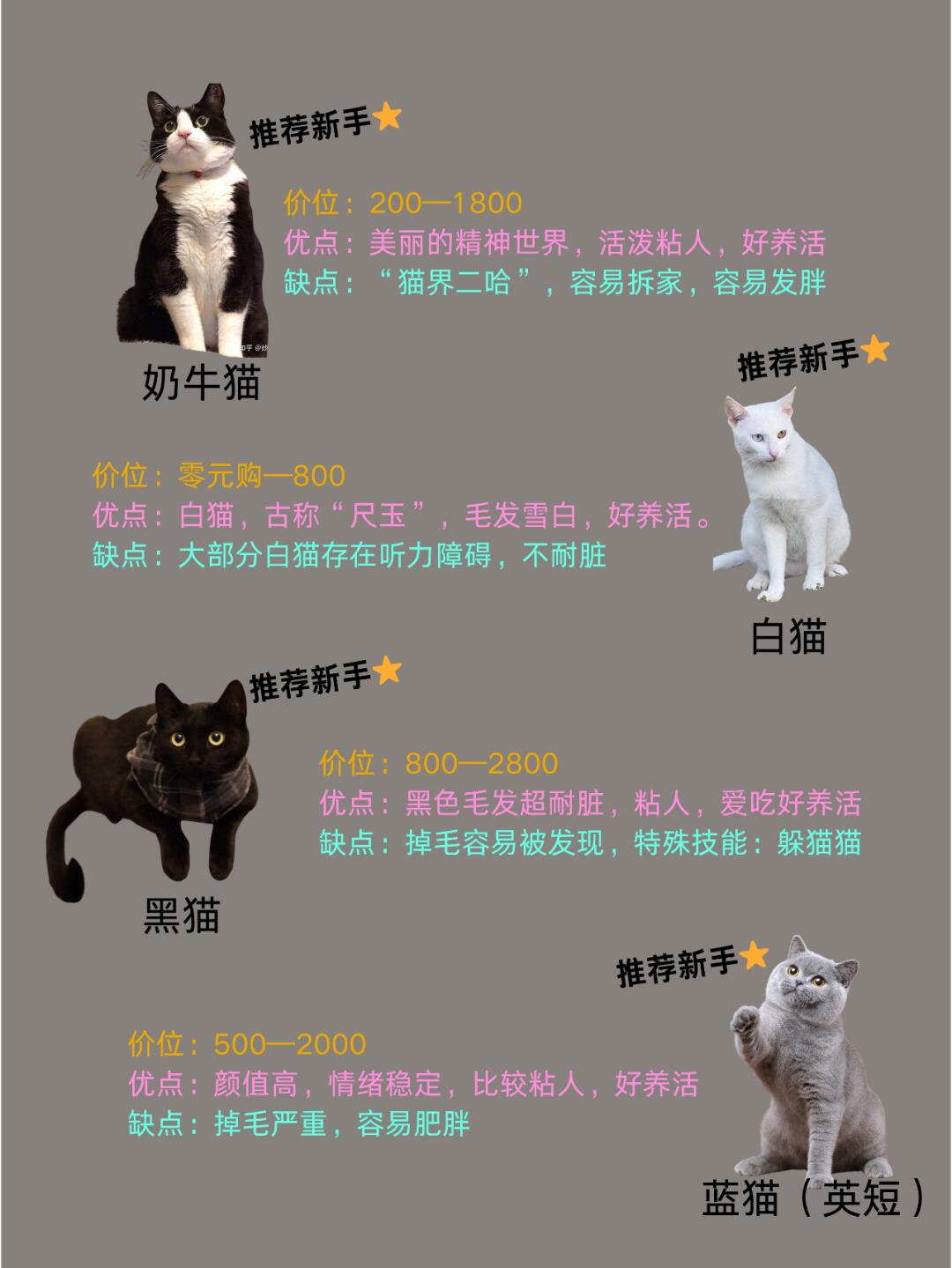 最新猫咪品种，探索猫界的新星