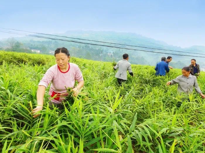 王牌除草最新技术，革新农业，守护绿色未来