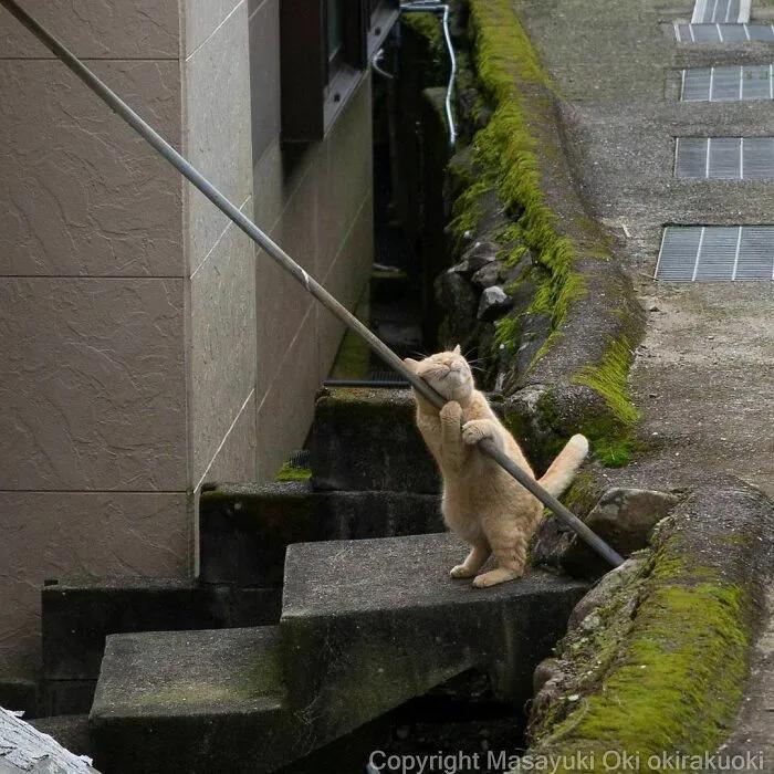 春天猫最新，探索智能科技与传统文化的融合之美